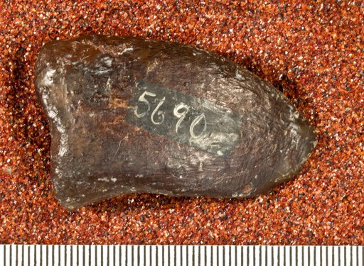 Astrodon nanus (Marsh, 1888)