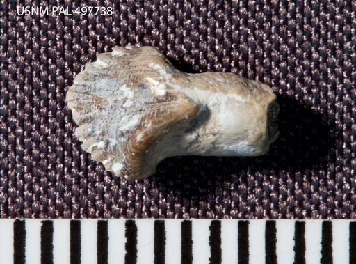 Priconodon crassus Marsh, 1888