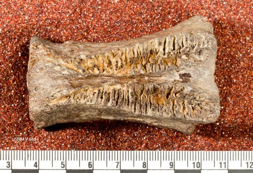 Ornithomimus affinis Gilmore, 1920