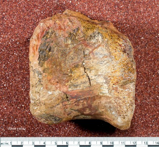 Dryptosaurus medius (Marsh, 1888)