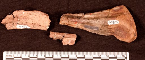 Astrodon sp