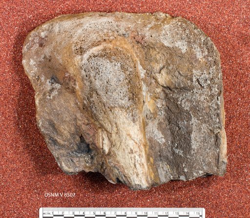 Dryptosaurus sp