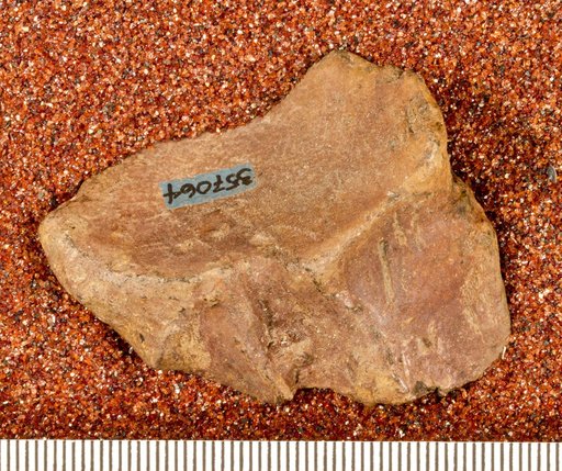 Astrodon sp