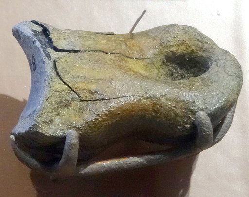 Ornithomimus affinis Gilmore, 1920