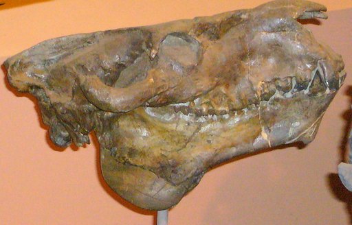 Promerycochoerus superbus Leidy, 1870
