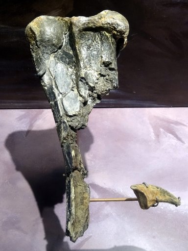 Acrocanthosaurus cf. atokensis Stovall & Langston, 1950