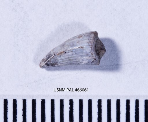 Goniopholis sp