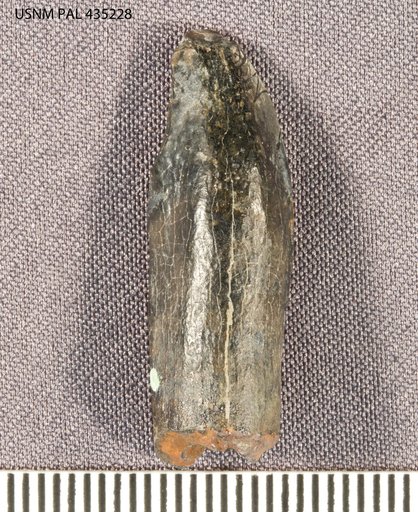 Astrodon sp