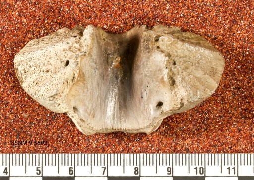 Astrodon nanus (Marsh, 1888)