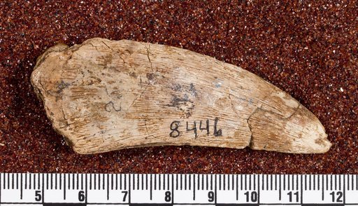 Dryptosaurus medius (Marsh, 1888)