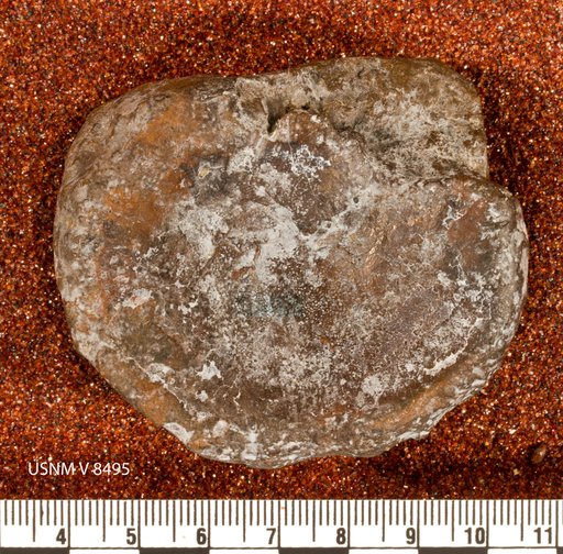 Astrodon nanus (Marsh, 1888)