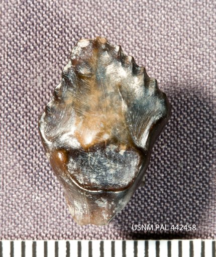 Priconodon crassus Marsh, 1888