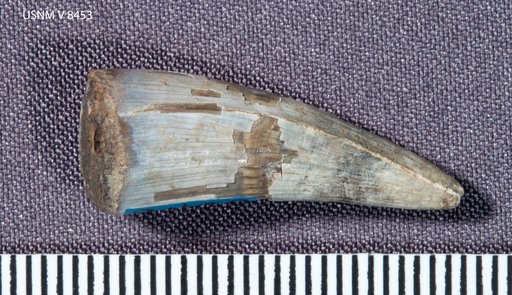 Goniopholis affinis Lull, 1911