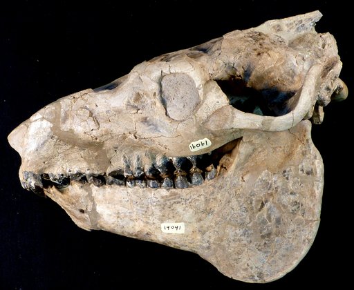 Mesoredon chelonyx Scott