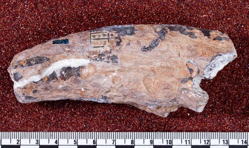 Dryptosaurus potens (Lull, 1911)