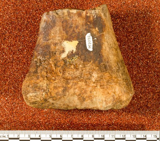 Astrodon sp