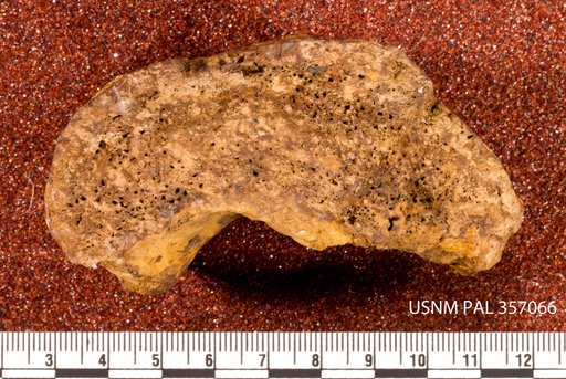 Astrodon sp