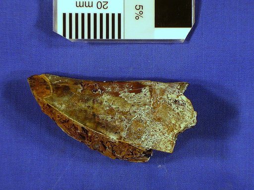 cf. Acrocanthosaurus sp