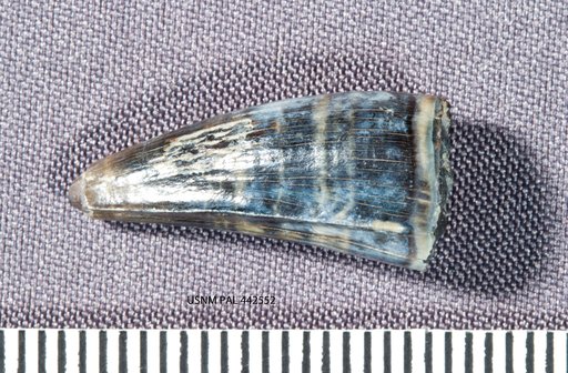 Goniopholis sp