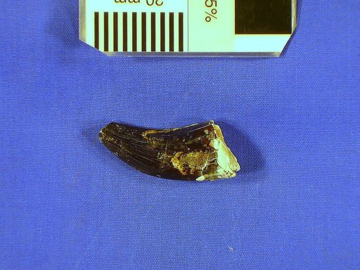 cf. Acrocanthosaurus sp
