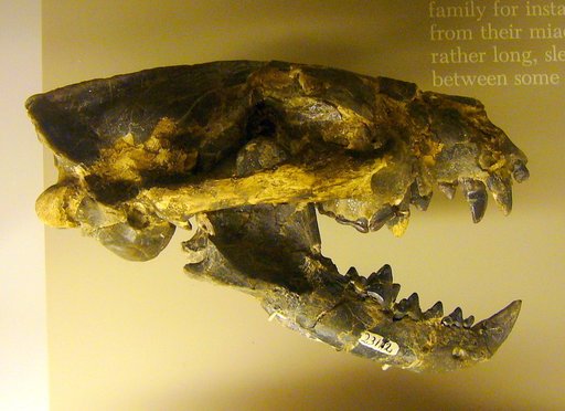 Mesocyon coryphaeus (Cope)