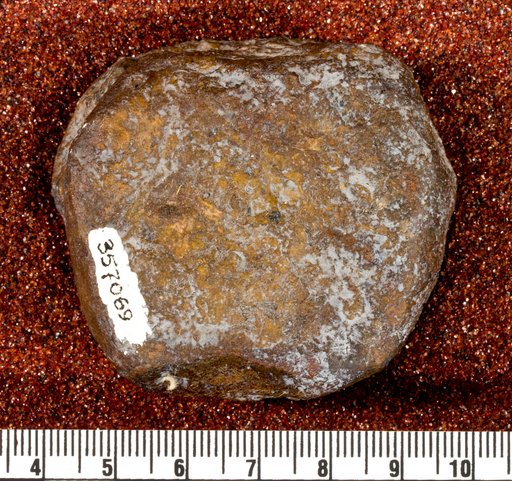 Astrodon sp
