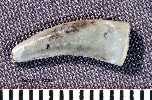 Deinonychus sp