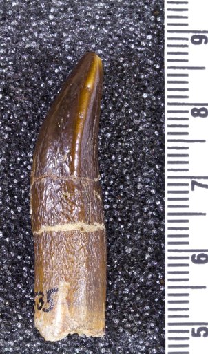 Astrodon nanus (Marsh, 1888)