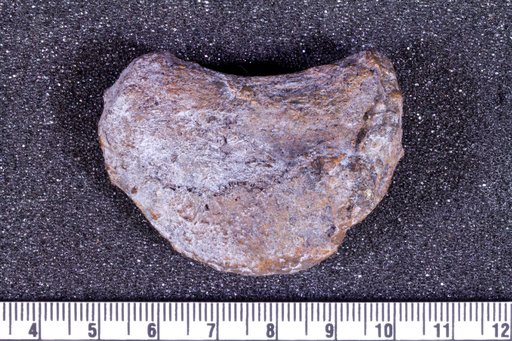 Astrodon sp