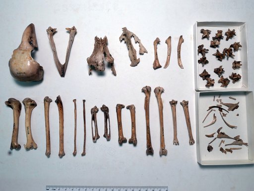 Corvus impluviatus James & Olson, 1991