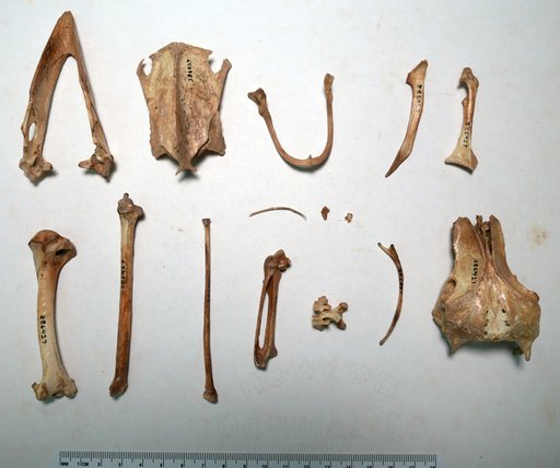 Corvus impluviatus James & Olson, 1991