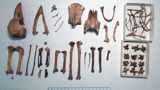 Corvus impluviatus James & Olson, 1991