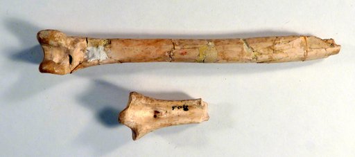 Palaeogyps prodromus Wetmore