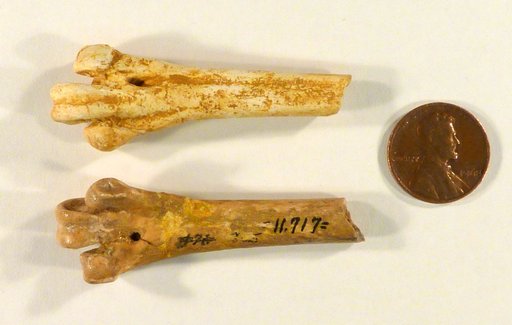 Bathornis veredus Wetmore
