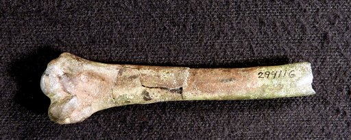 Presbyornis isoni Olson
