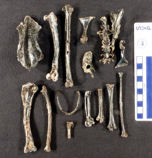 Lithornis promiscuus Houde