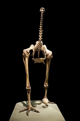 Dinornis maximus Owen