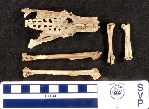 Mergus miscellus Alvarez & Olson