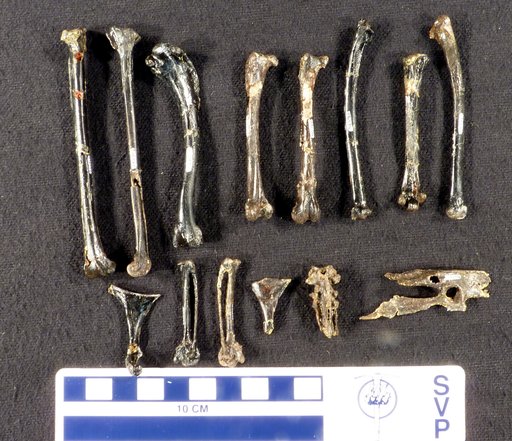 Lithornis plebius Houde