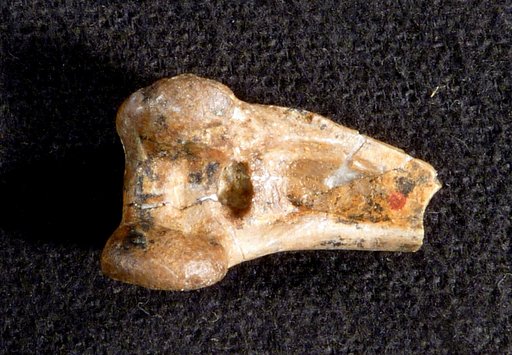 Presbychen abavus Wetmore