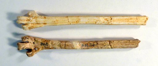 Palaeocrex fax Wetmore