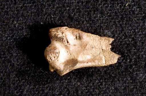 Sula (Microsula) avita Wetmore, 1938
