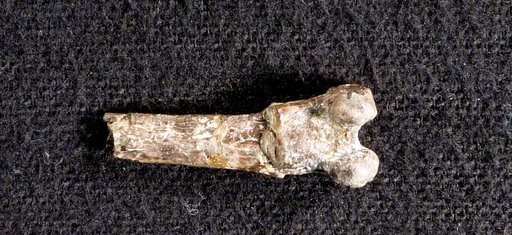 Protostrix mimica Wetmore