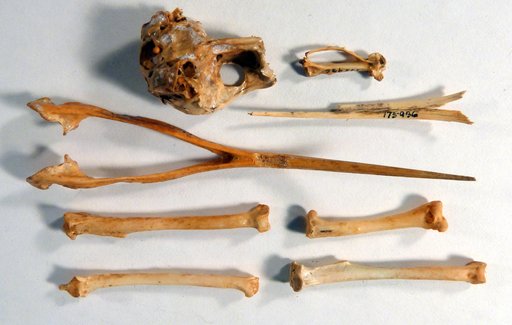 Upupa antaios Olson