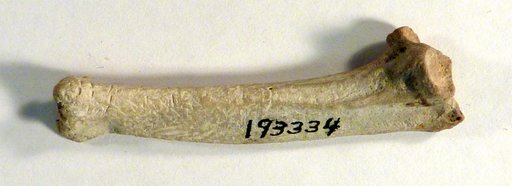 Pinguinus alfrednewtoni Olson