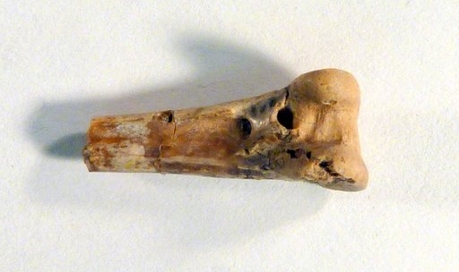 Palaeorallus troxelli Wetmore