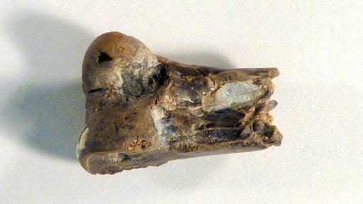 Palaeorallus brodkorbi Cracraft