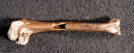 Querquedula floridana Shufeldt