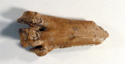 Tympanonesiotes wetmorei Hopson