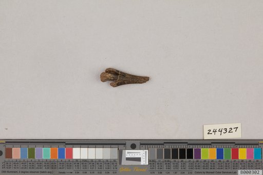Juncitarsus gracillimus Olson & Feduccia